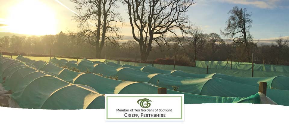 frost protection on Scottish tea plants
